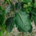 Jabloň domáca (Malus domestica) ´FUJI´- výška 140-170 cm, obvod kmeňa: 6/8 cm, kont. C10L - kvetináčová